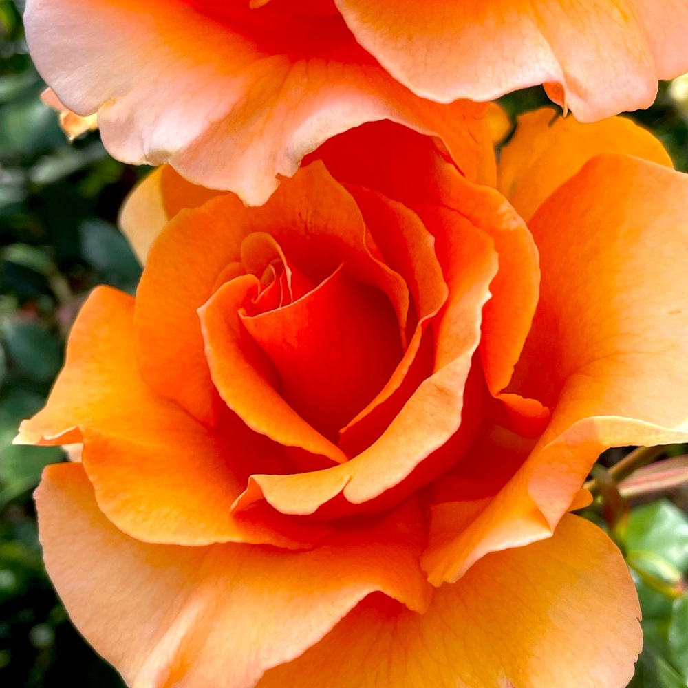 Meet your Posher, Yolanda